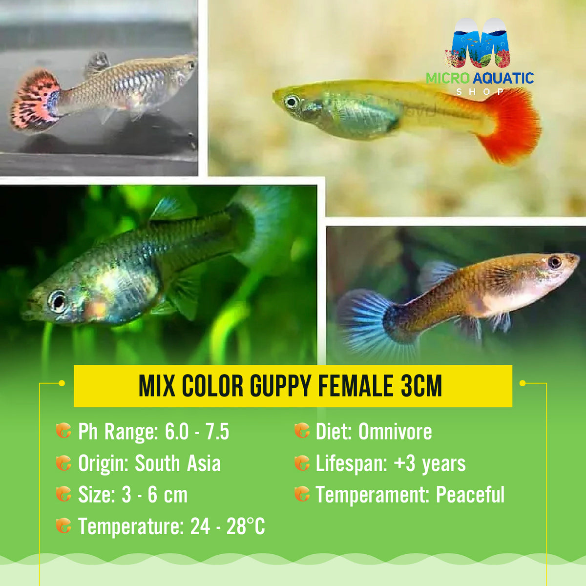 Mix Color Guppy Female 3cm