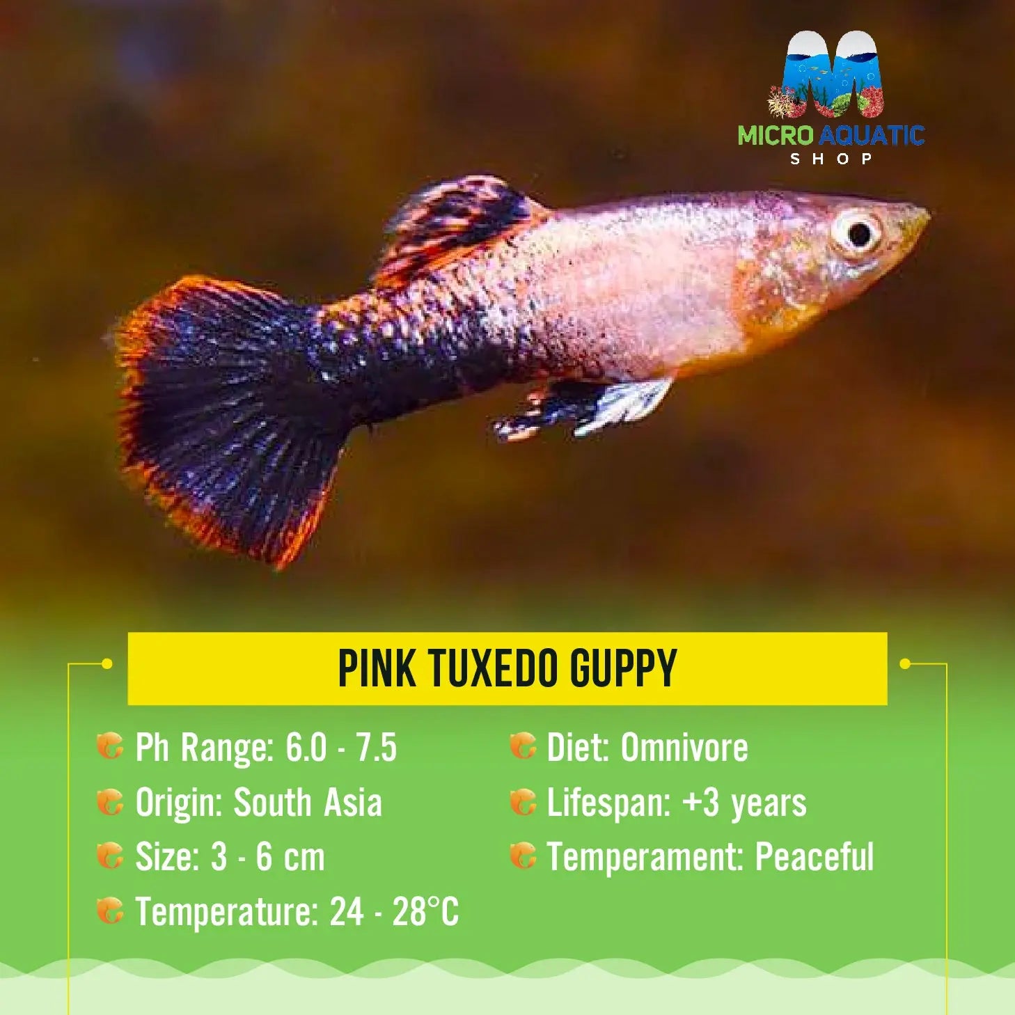 Guppy -Pink tuxedo Micro Aquatic Shop