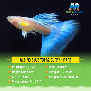 Albino Blue Topaz Guppy - Rare Micro Aquatic Shop