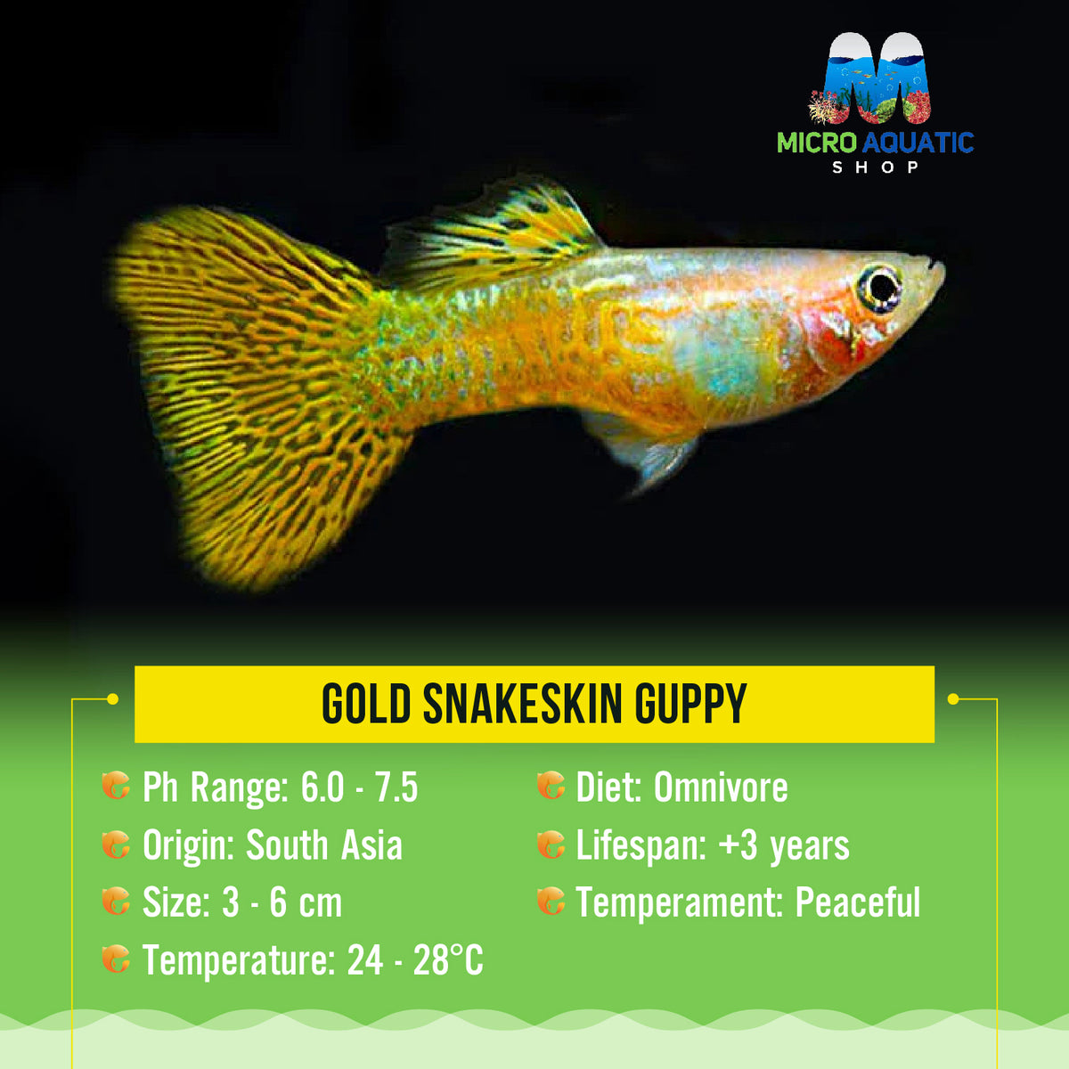 Gold Snakeskin Guppy