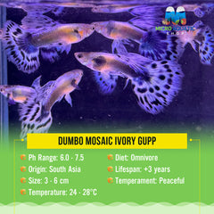 Dumbo Mosaic Ivory Guppy