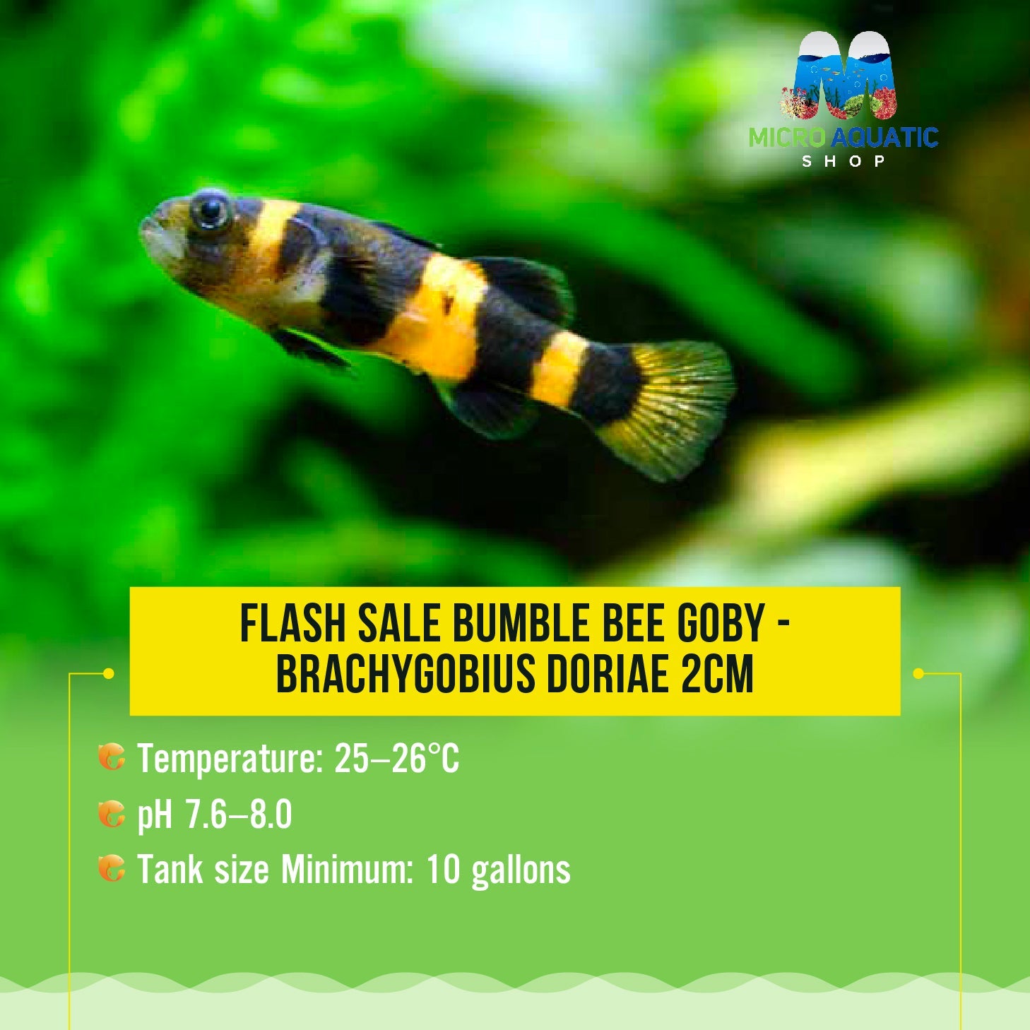 Bumble Bee Goby - Brachygobius Doriae 2cm Micro Aquatic Shop