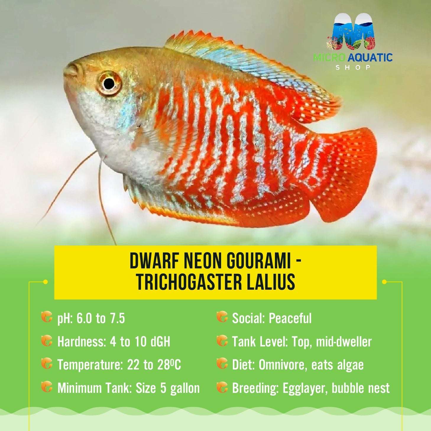 Gourami - Dwarf Neon (Trichogaster Lalius) Micro Aquatic Shop