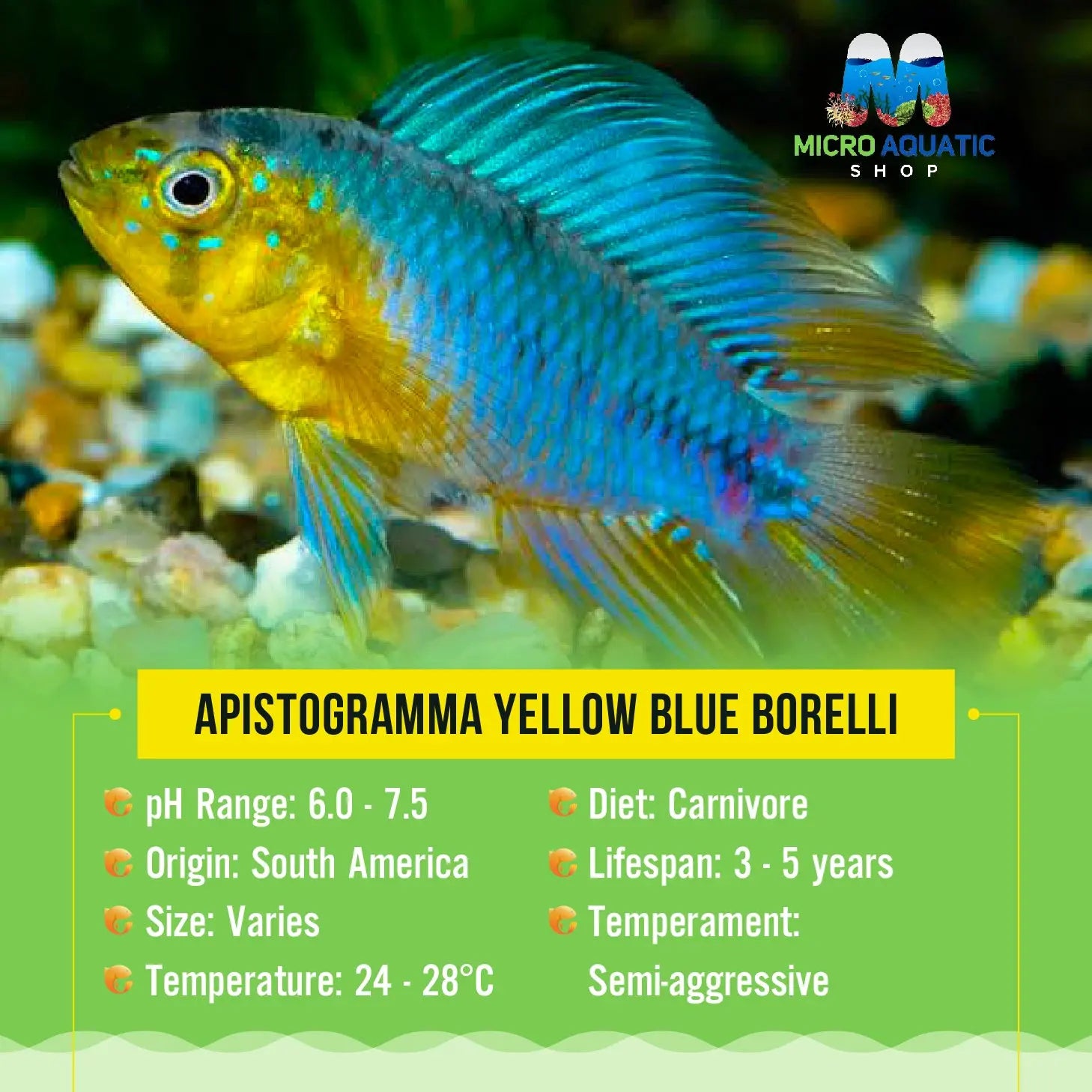 Apistogramma Yellow Blue Borelli Micro Aquatic Shop