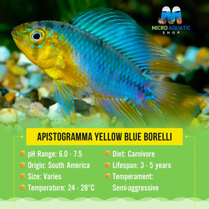 Apistogramma Yellow Blue Borelli Micro Aquatic Shop