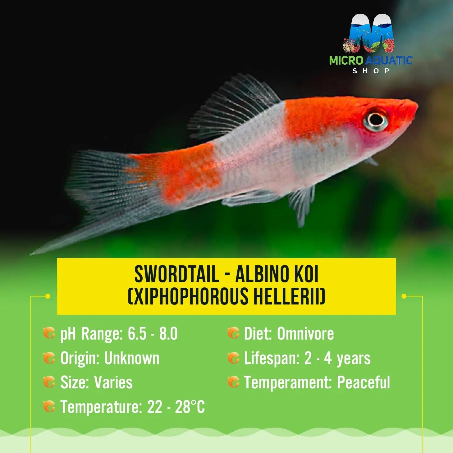 Swordtail - Koi (Xiphophorous hellerii) Micro Aquatic Shop