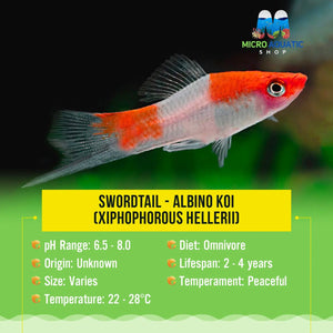 Swordtail - Koi (Xiphophorous hellerii) Micro Aquatic Shop