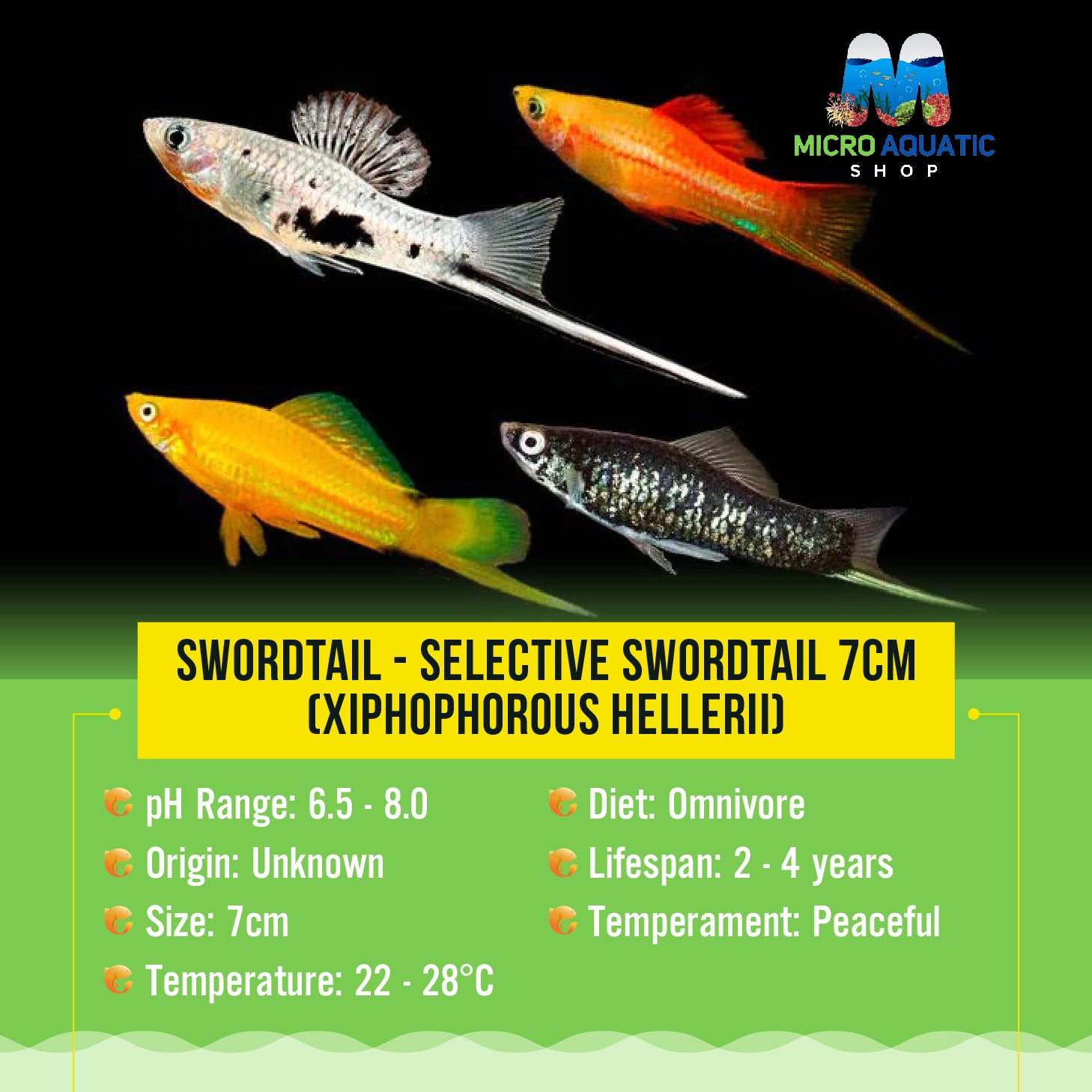Assorted Swordtail 5cm (Xiphophorous hellerii)