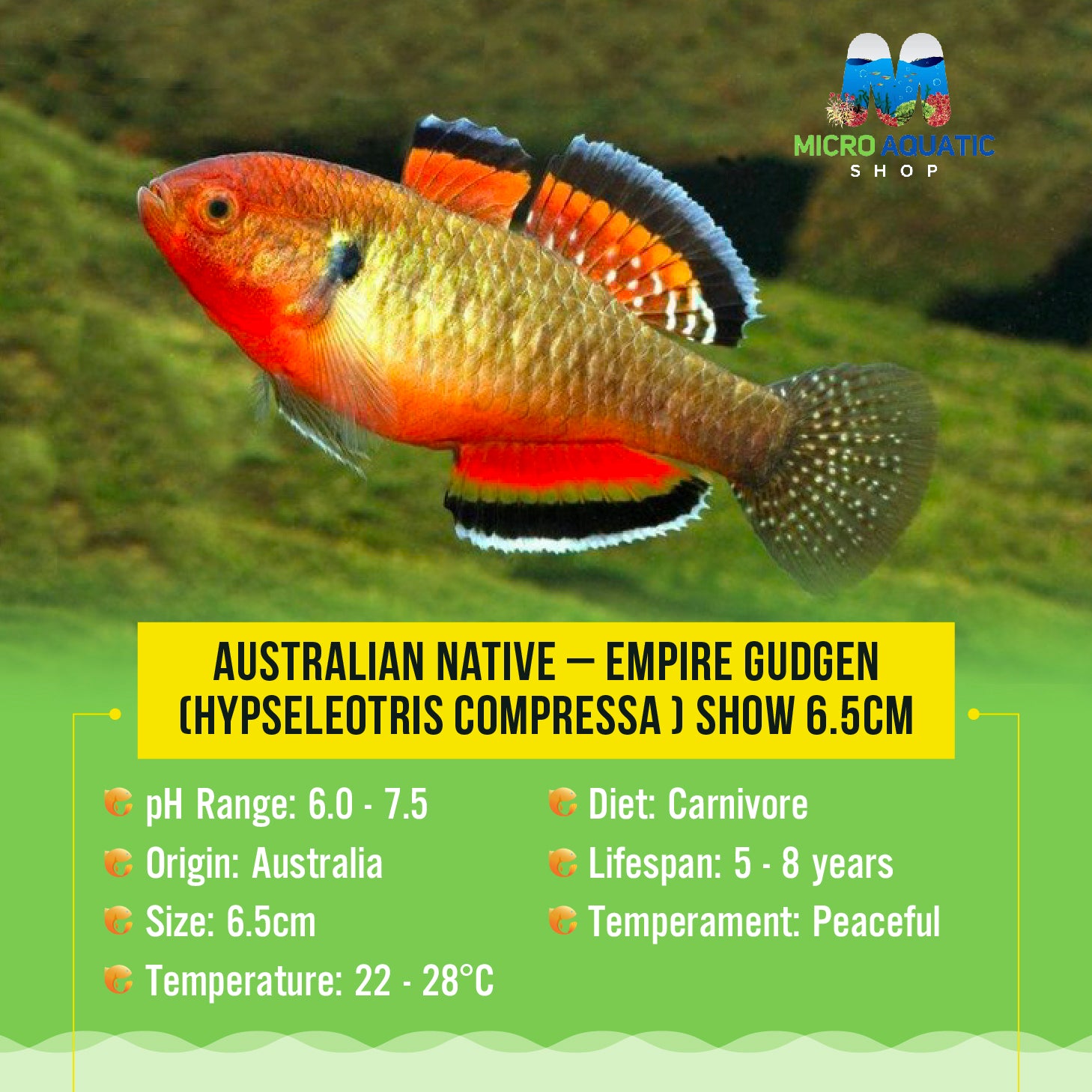 Australian Native – Empire Gudgen (Hypseleotris Compressa )
4cm