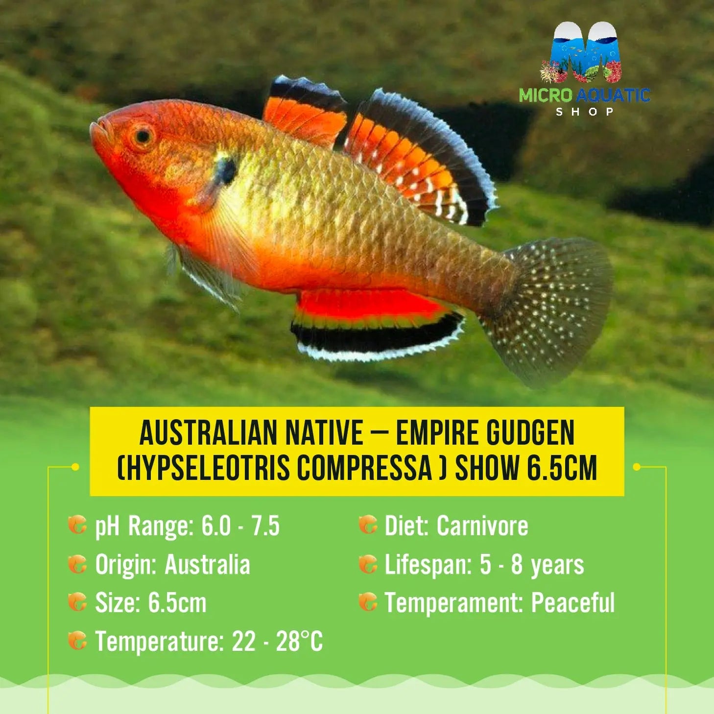 Australian Native – Empire Gudgen (Hypseleotris Compressa )
4cm Micro Aquatic Shop