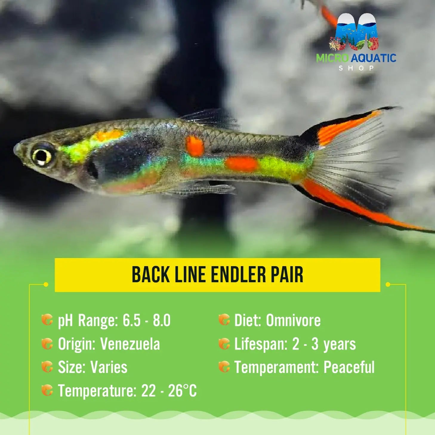 Endler - Back Line ( pair ) Micro Aquatic Shop