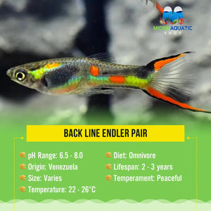 Endler - Back Line ( pair ) Micro Aquatic Shop