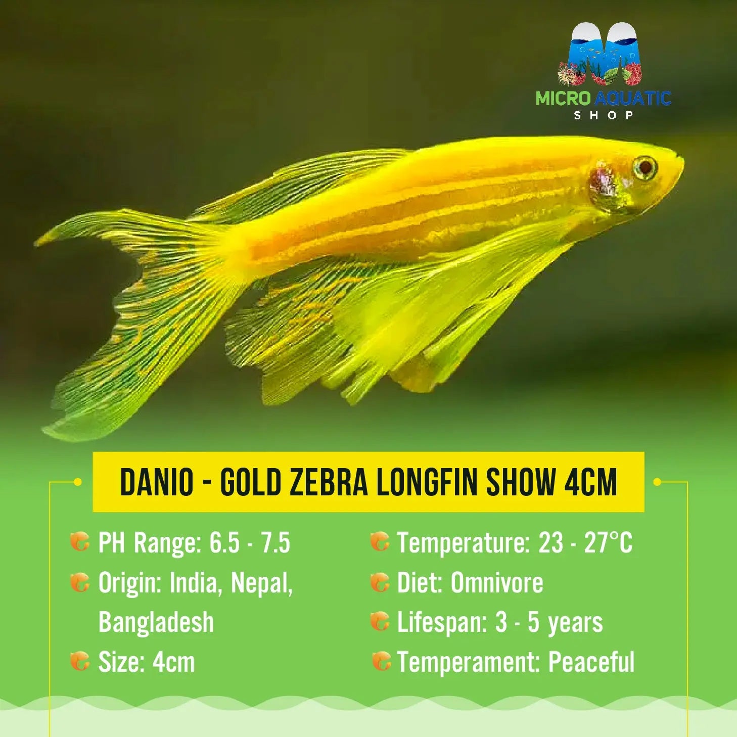 Danio - Gold Zebra Longfin 3cm Micro Aquatic Shop