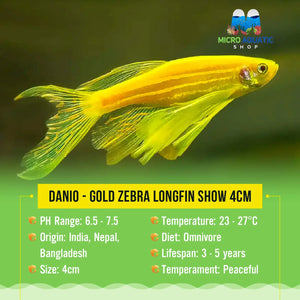 Danio - Gold Zebra Longfin 3cm Micro Aquatic Shop
