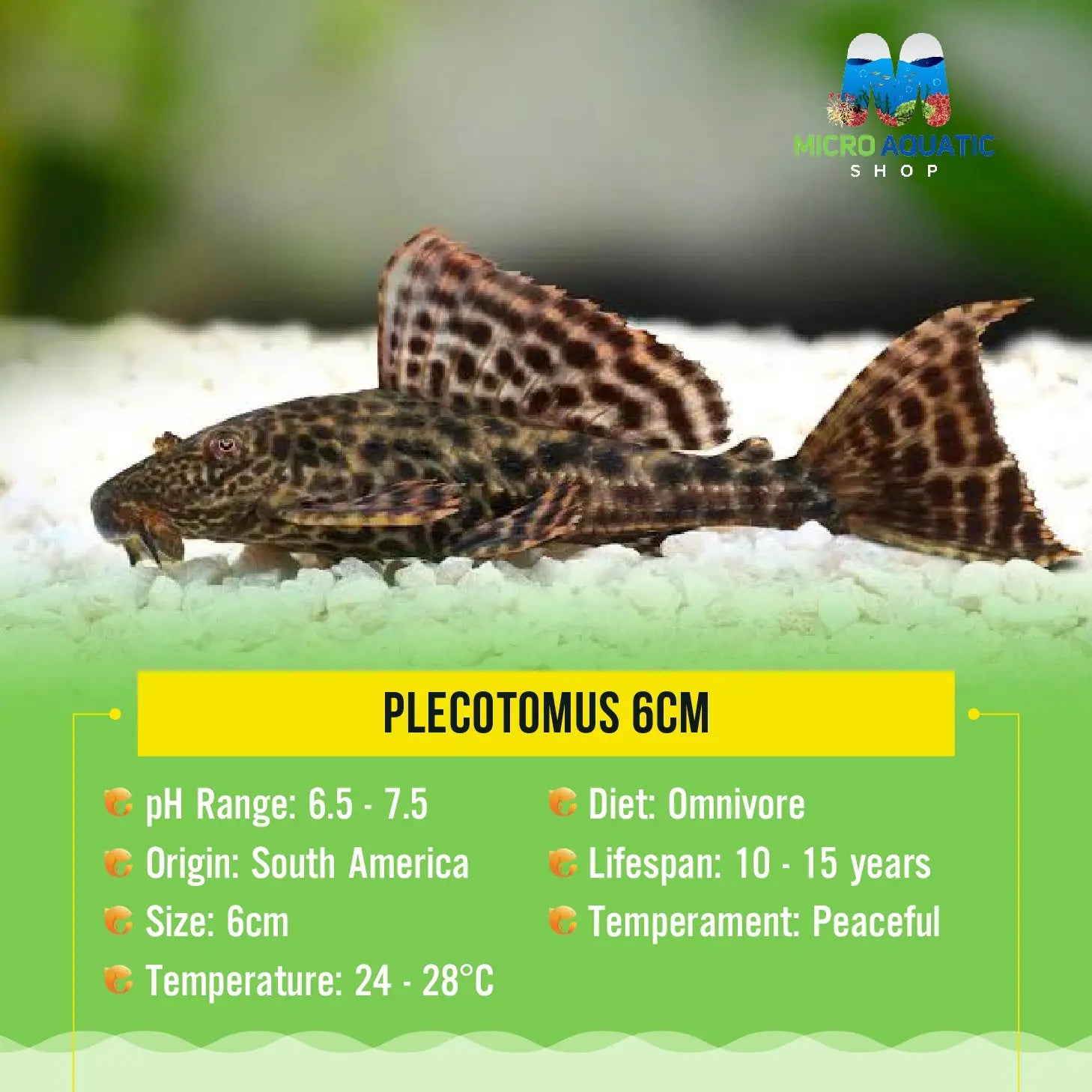Plecotomus Sailfin L165/L083 6cm Micro Aquatic Shop