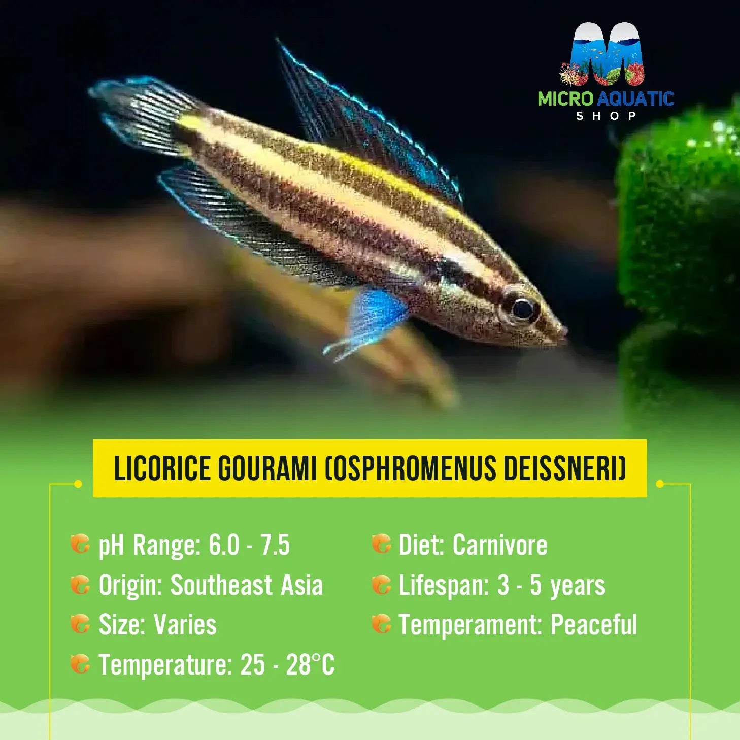Licorice Gourami (Osphromenus deissneri) 2cm