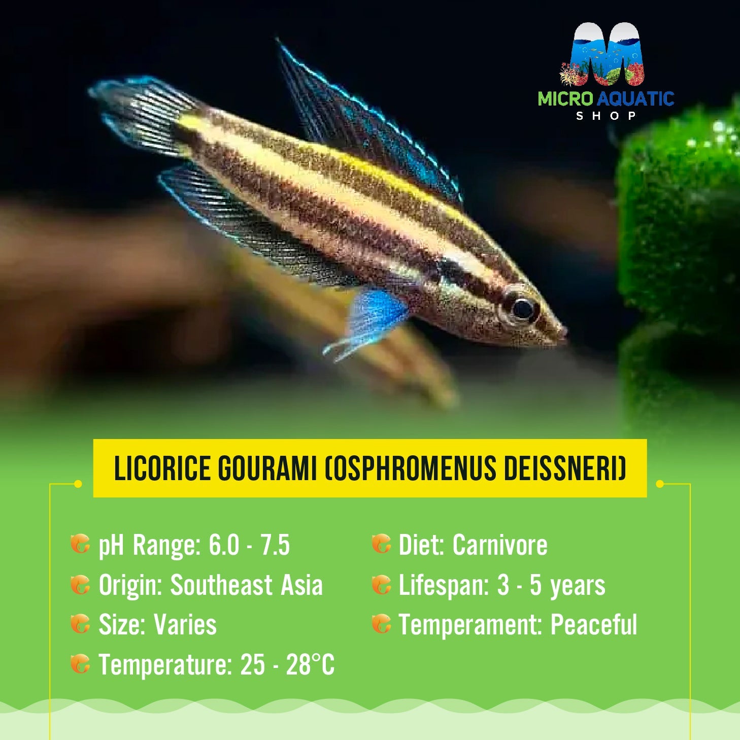 Licorice Gourami (Osphromenus deissneri) 2cm Micro Aquatic Shop