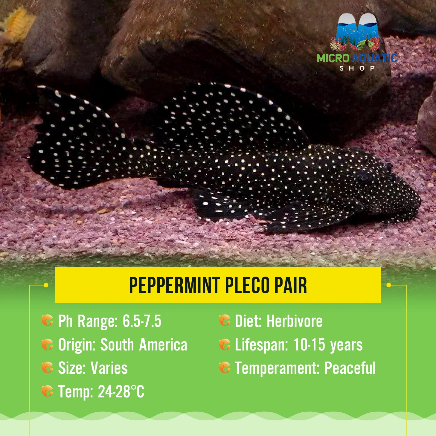 Peppermint Pleco Pair