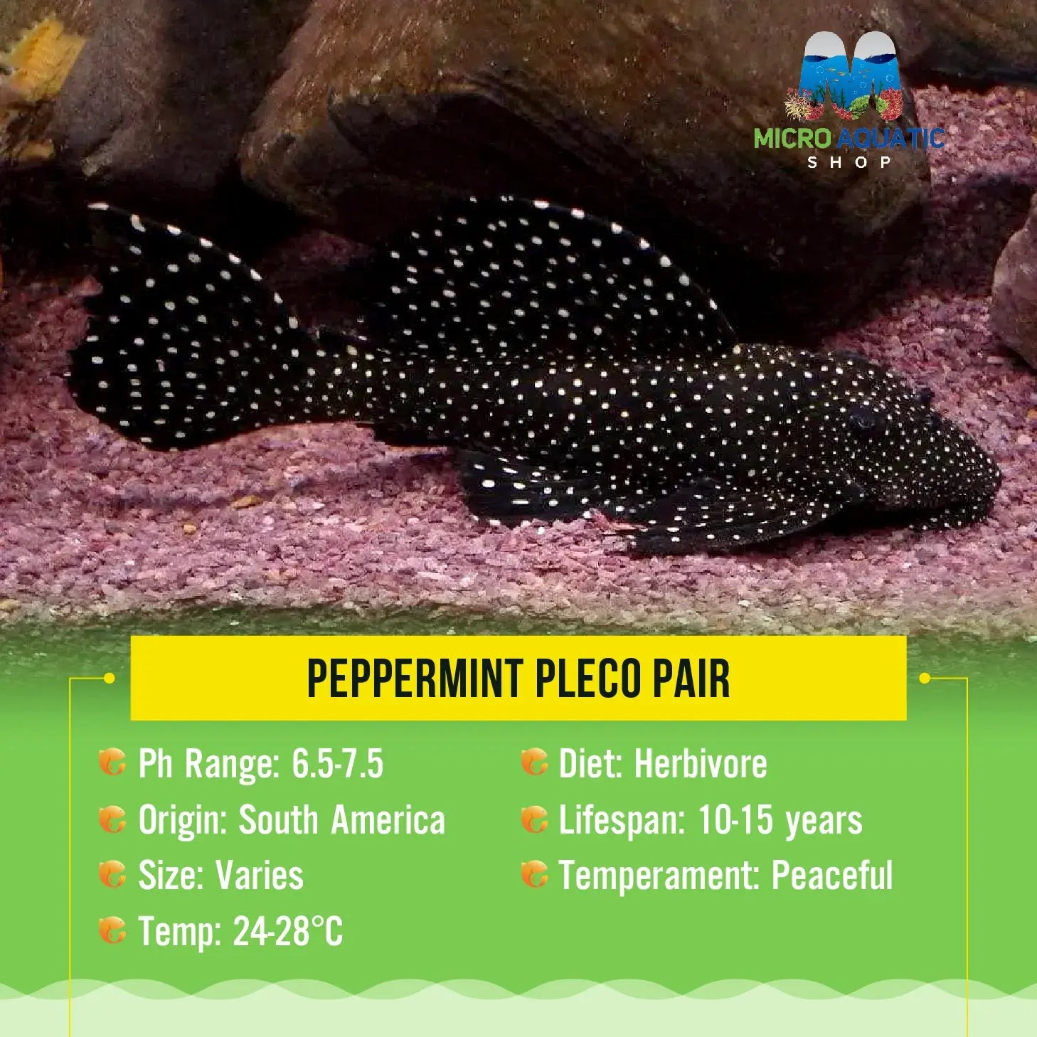 Peppermint Pleco Pair Micro Aquatic Shop