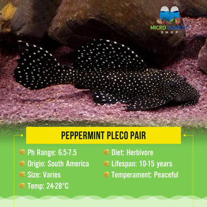 Peppermint Pleco Pair Micro Aquatic Shop