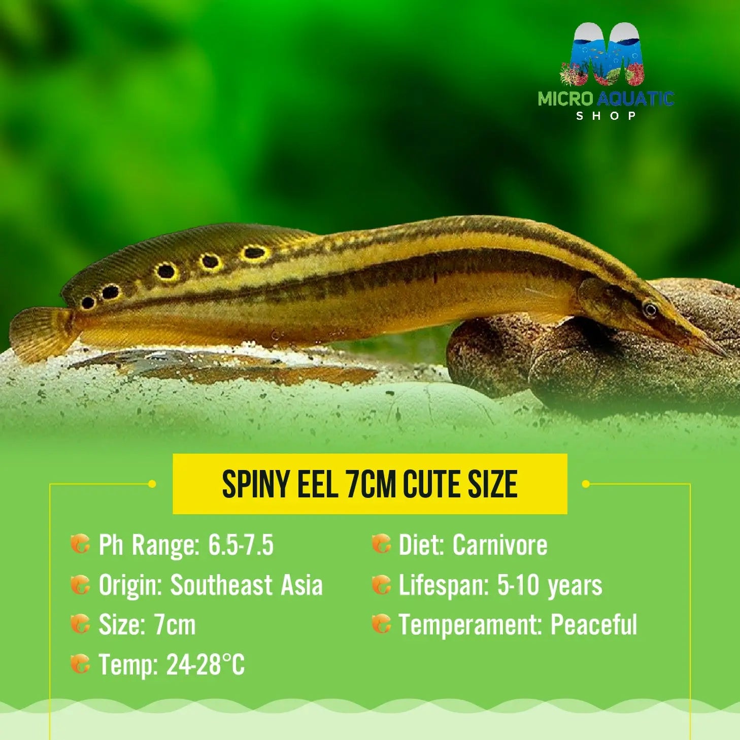 Spiny Eel 8cm Show Micro Aquatic Shop