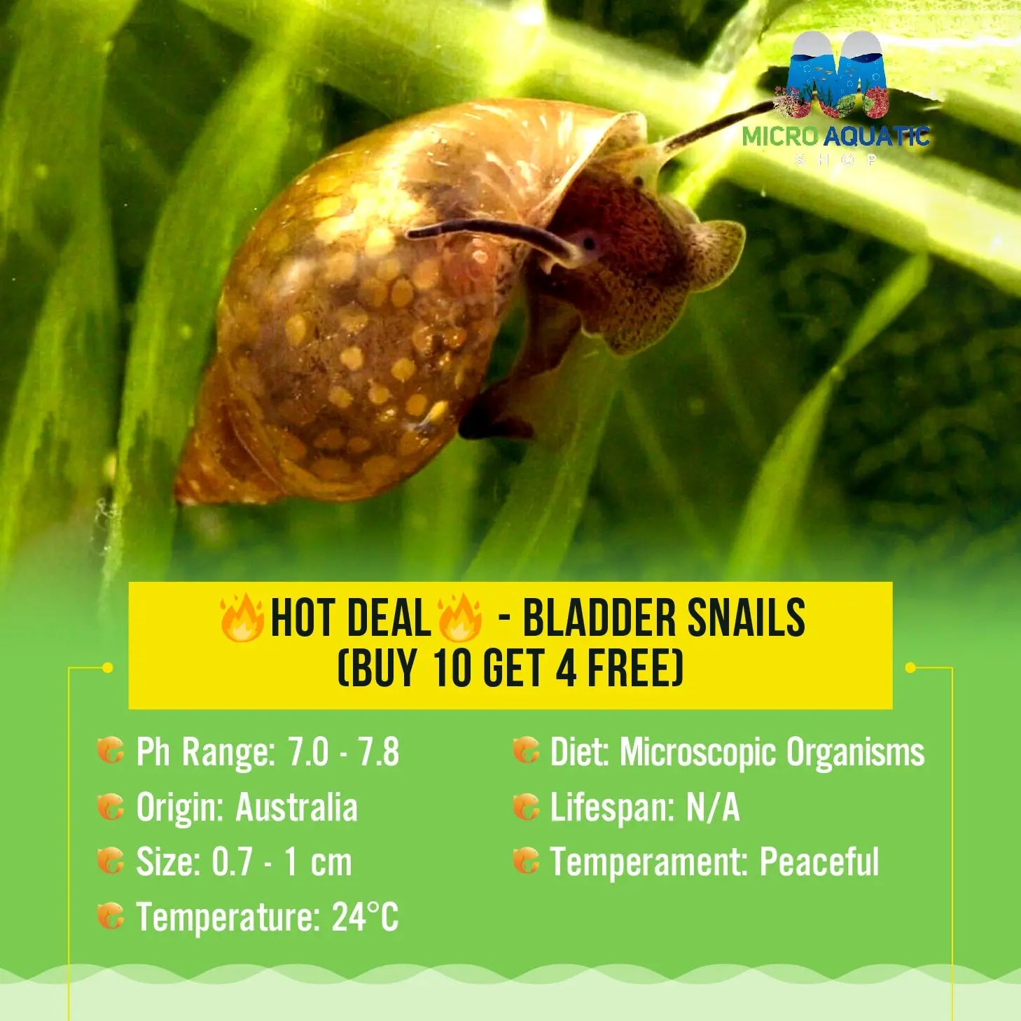 🔥HOT DEAL🔥 - Bladder Snails (Buy 10 Get 4 Free)