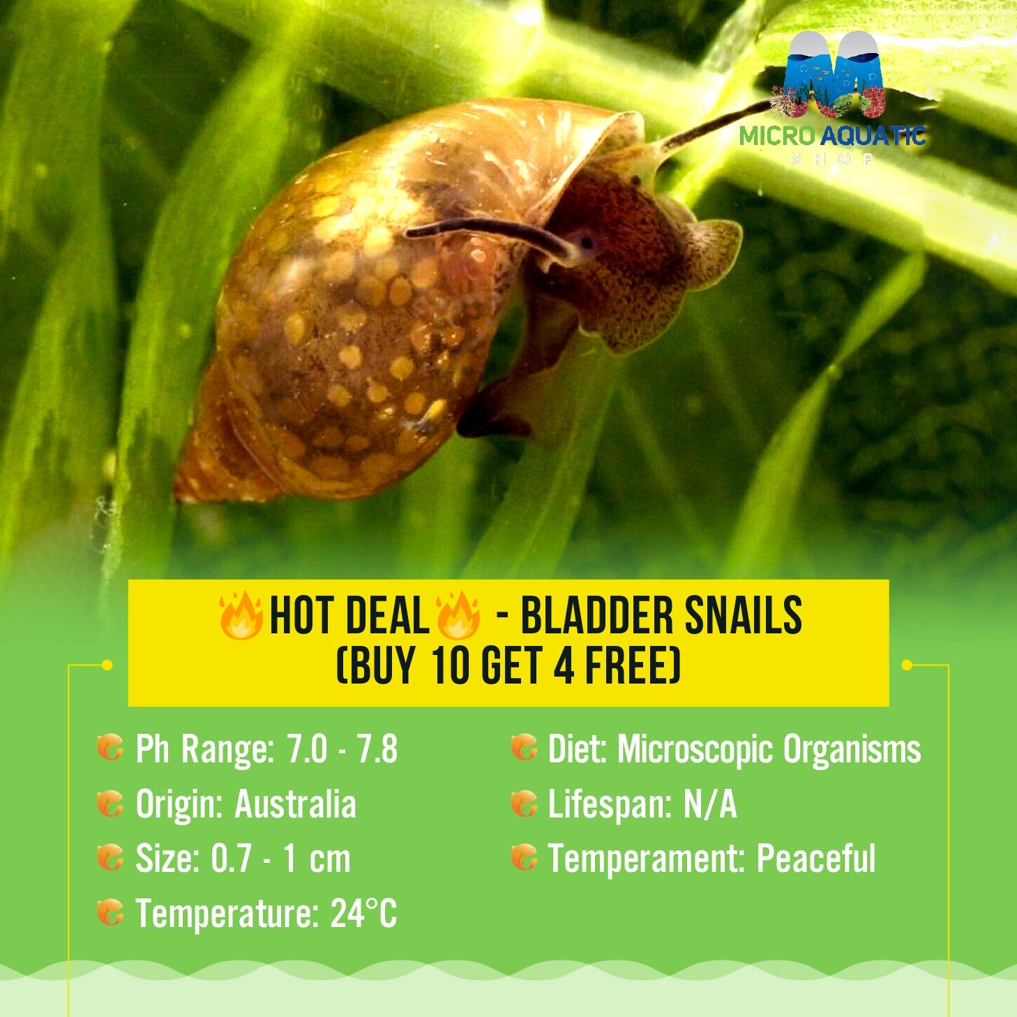 Bladder Snails - Live Food for Pea Puffers/Gobies/Gudgeon Micro Aquatic Shop