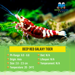 Buy 5 get 2 Deep Red Galaxy Tiger Medium - High Grade