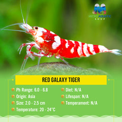 Buy 5 get 2 Red Galaxy Tiger