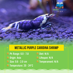 Buy 5 get 2 Metalic Purple Caridina Shrimp