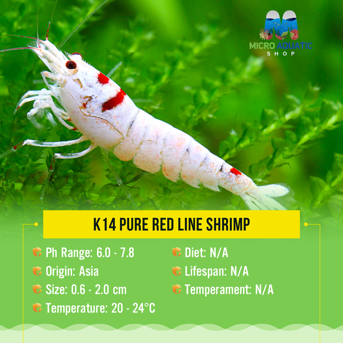 Buy 5 get 2 K14 Pure Red Line Shrimp
