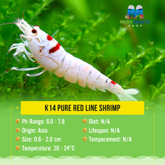 Buy 5 get 2 K14 Pure Red Line Shrimp