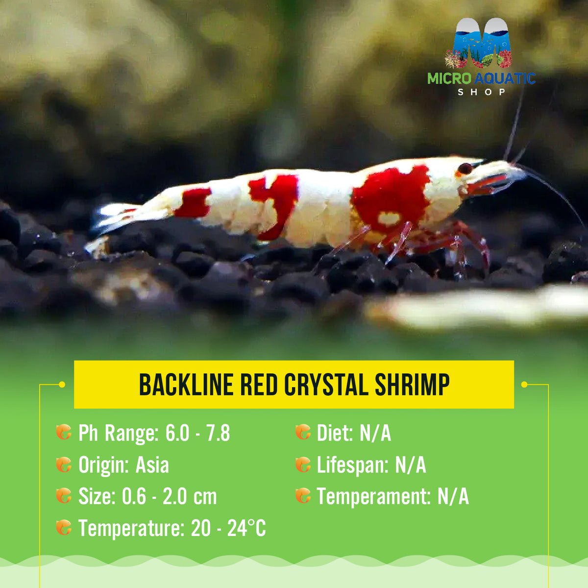 Buy 5 get 2 Backline Red Crystal Shrimp