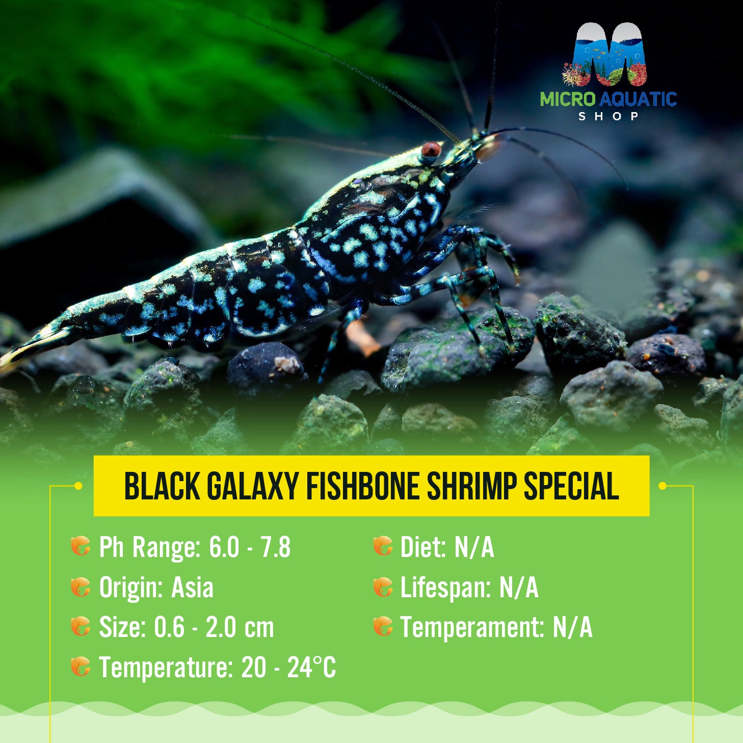 Black galaxy fishbone shrimp Special Micro Aquatic Shop