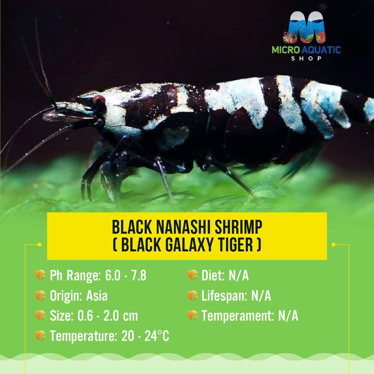 Buy 5 get 2 Black Nanashi Shrimp ( Black Galaxy Tiger )