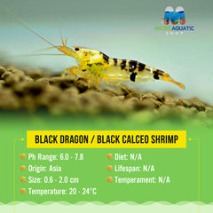 Buy 5 get 2 Black Dragon / Black Calceo Shrimp