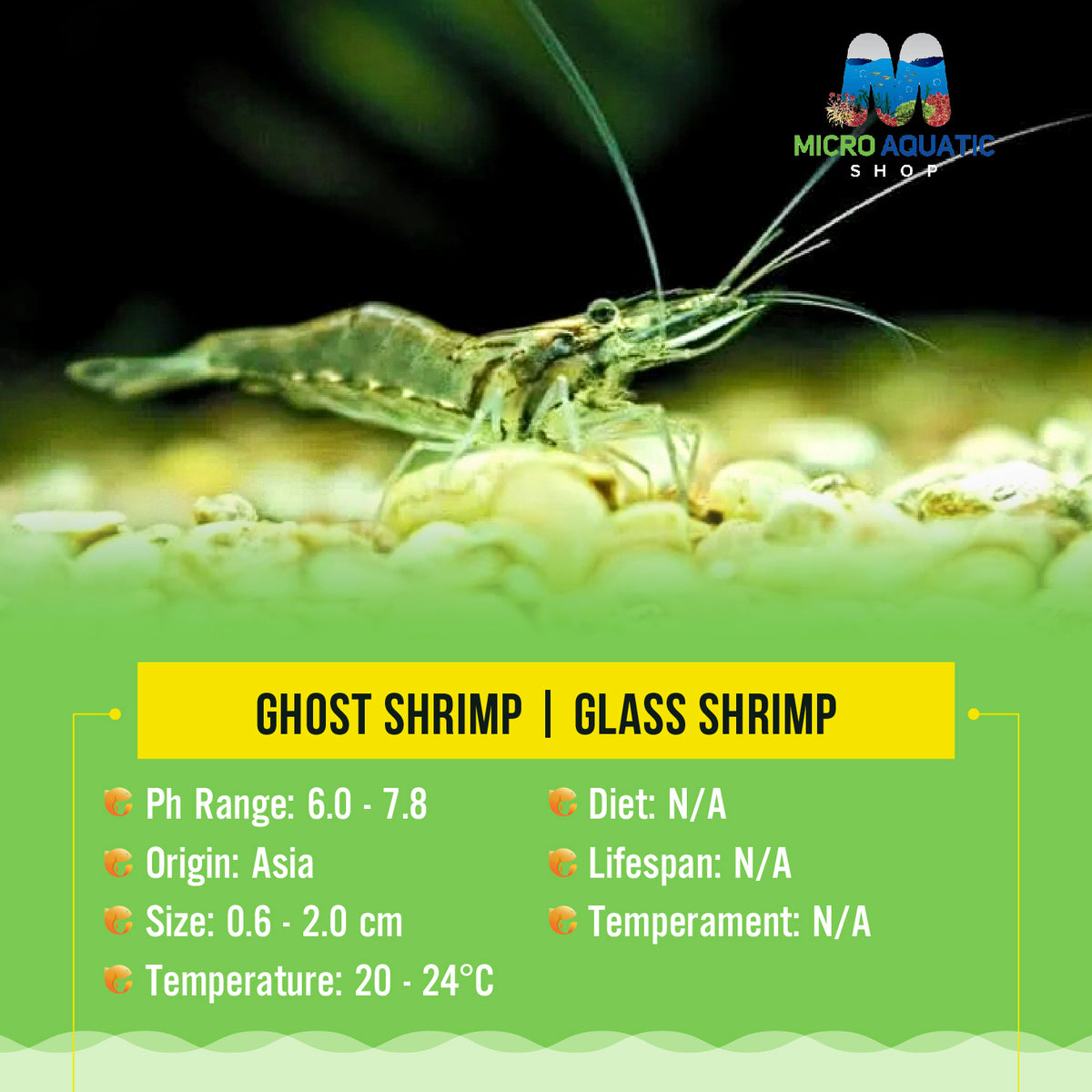 Algae Eater Ghost Shrimp | Glass Shrimp