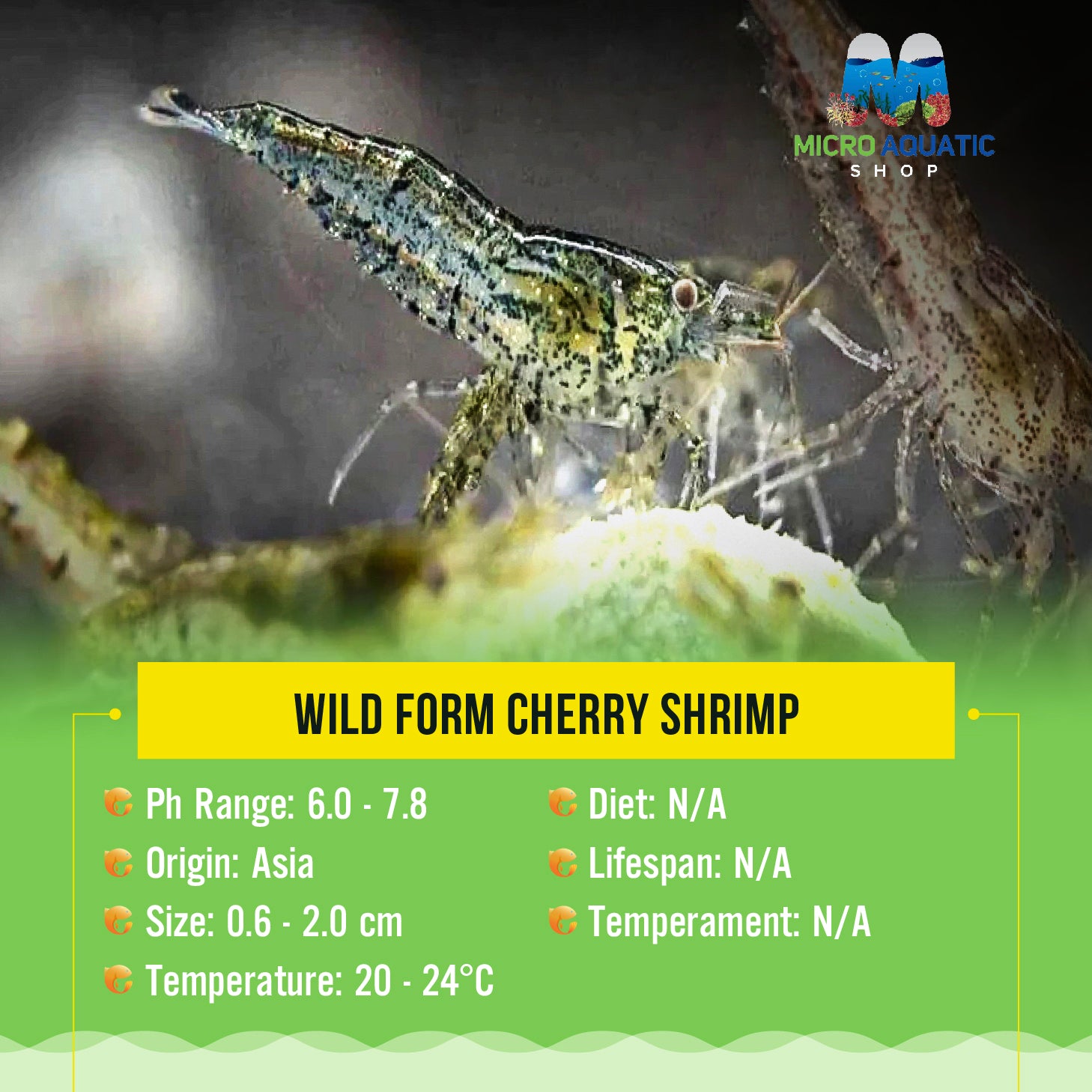 Wild Form Cherry Shrimp