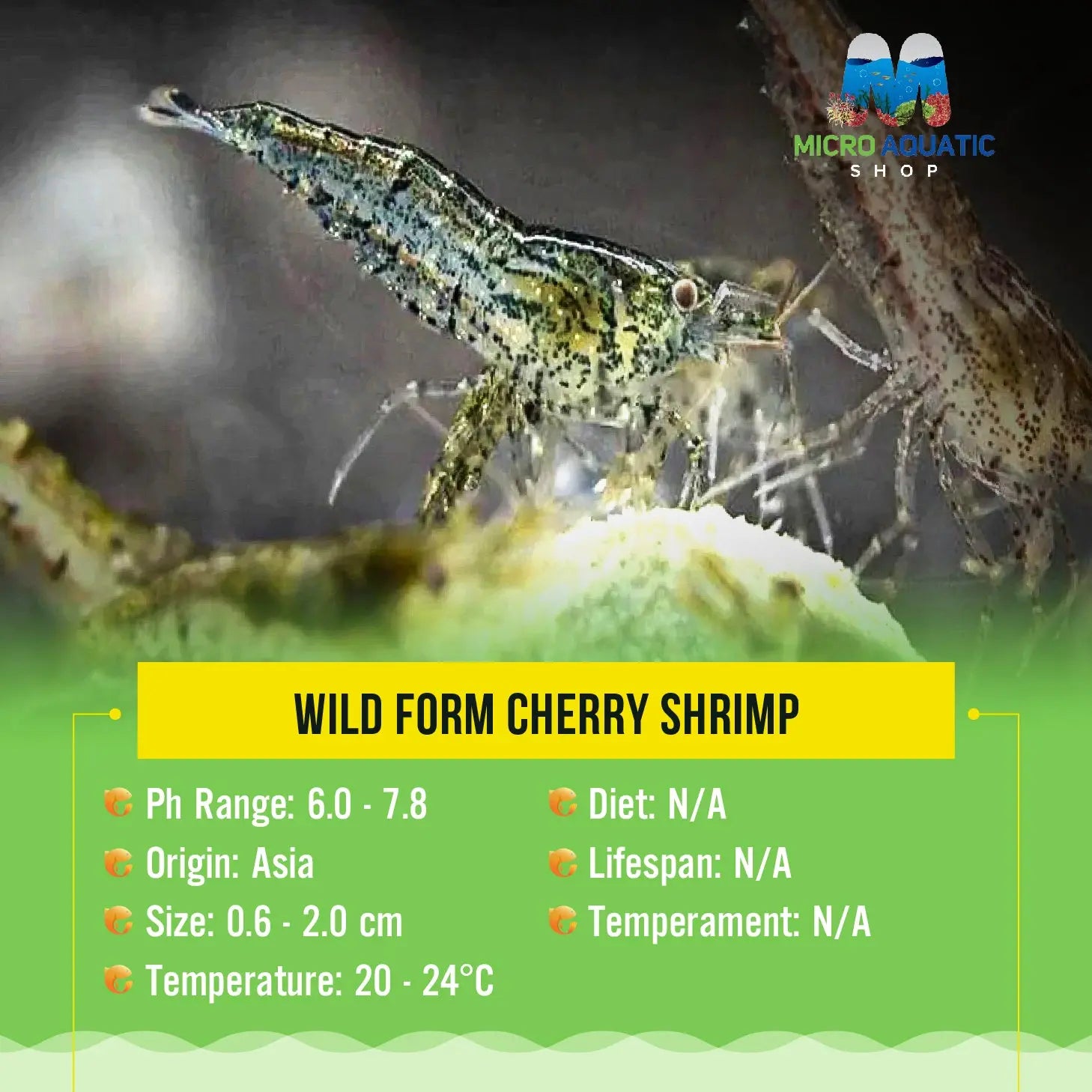 Wild Form Cherry Shrimp Micro Aquatic Shop