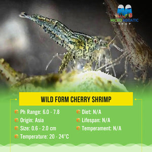Wild Form Cherry Shrimp Micro Aquatic Shop
