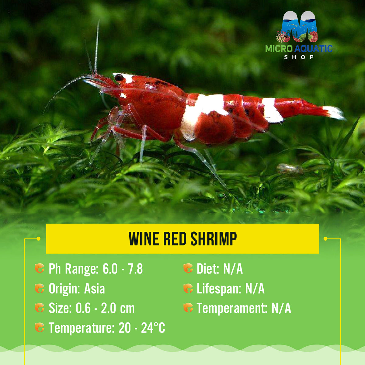 Buy 5 get 2 Wine Red Shrimp
