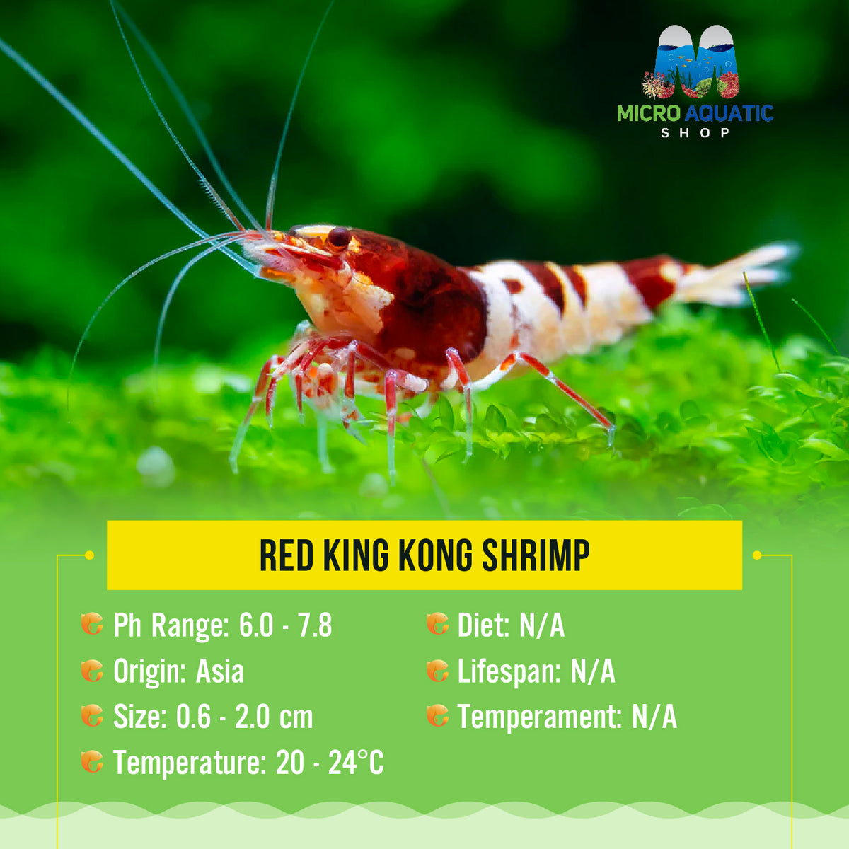 Red  King Kong Shrimp