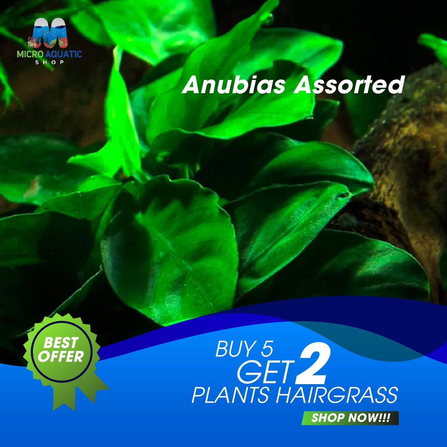 Assorted Anubias 5cm Pot Micro Aquatic Shop