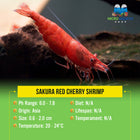 Cherry Shrimp -Sakura Red - Painted Red
