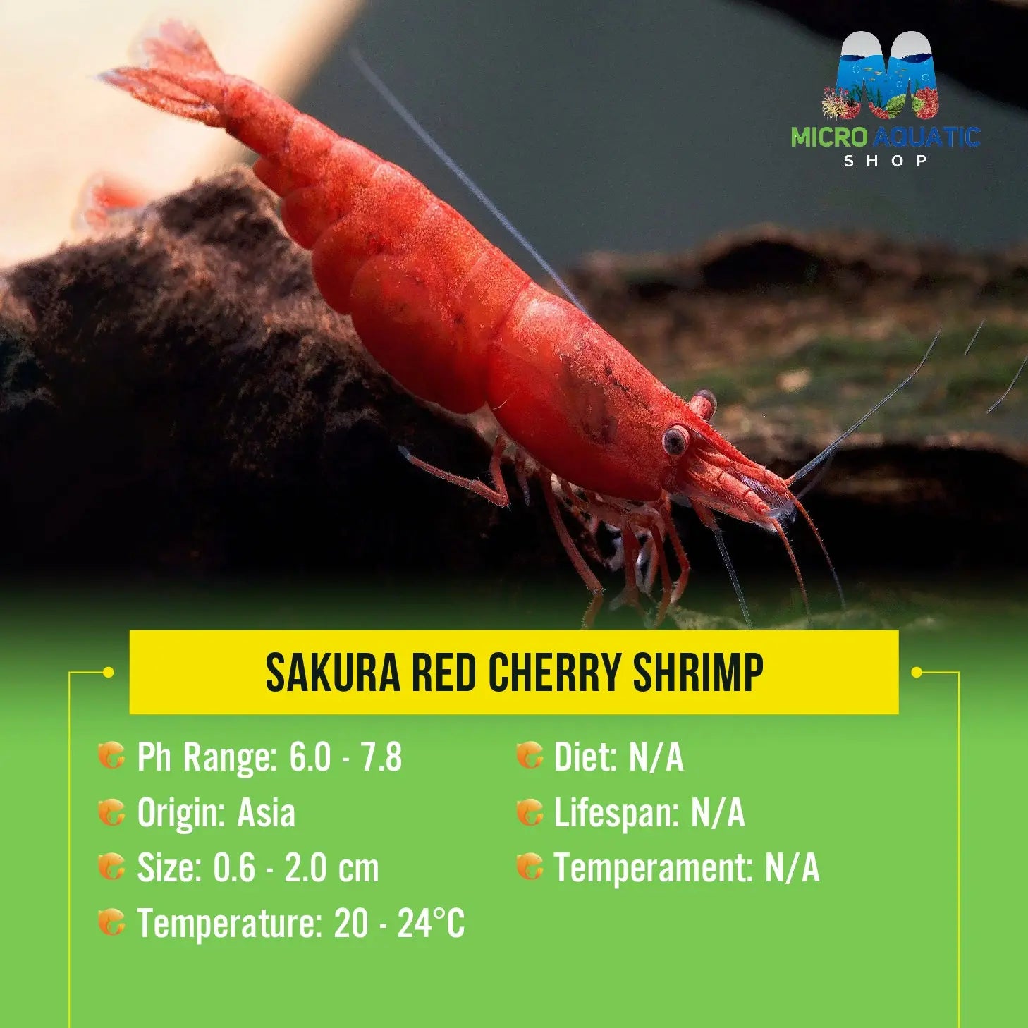 Cherry Shrimp -Sakura Red - Painted Red Micro Aquatic Shop