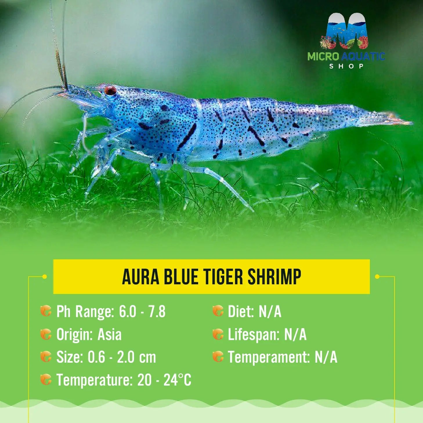Aura Blue Tiger Shrimp Micro Aquatic Shop