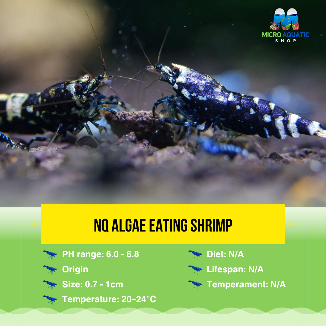 Metalic Purple Caridina Shrimp Micro Aquatic Shop