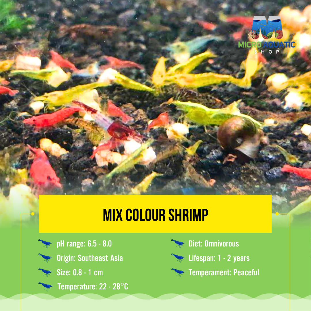 BUY 10 GET 5 FREE Mix Colour Shrimp