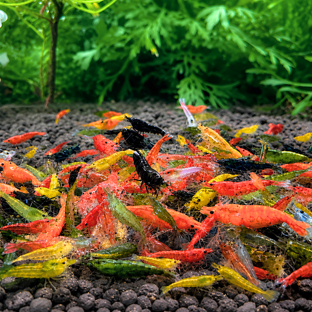 Cherry Shrimp - Mix Colour 1cm