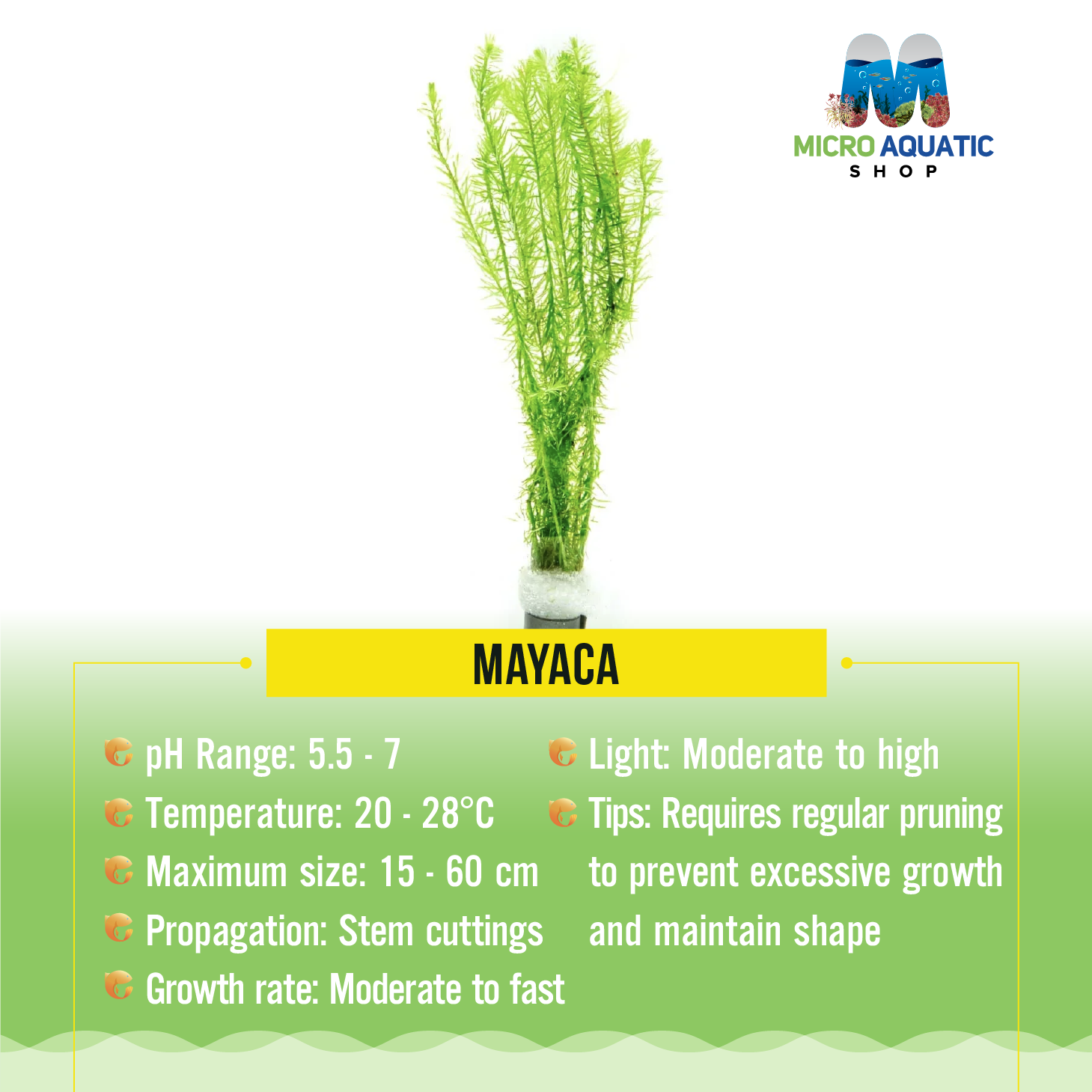 Mayaca